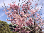 Cherry blossom Japan-111